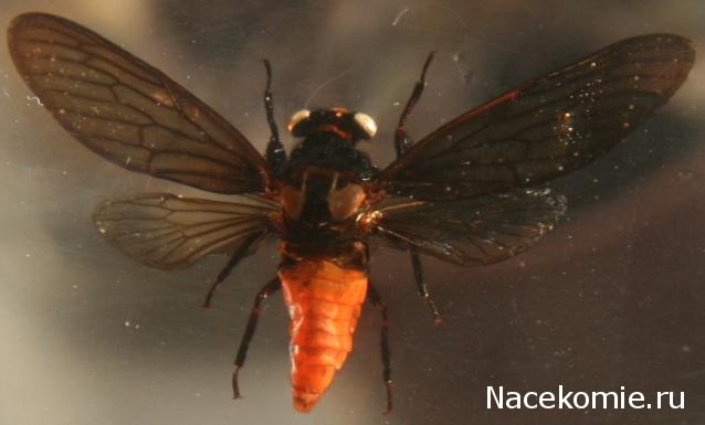 Насекомые №17 - Певчая цикада Хуэхис Инкорната (Huechys incarnata)