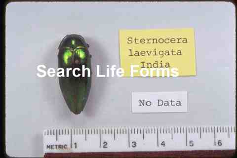 Насекомые №15 - Златка Восточная (Sternocera orientalis)