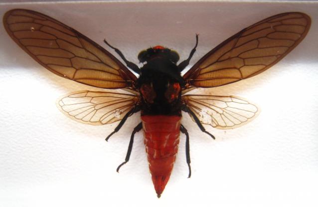 Насекомые №17 - Певчая цикада Хуэхис Инкорната (Huechys incarnata)