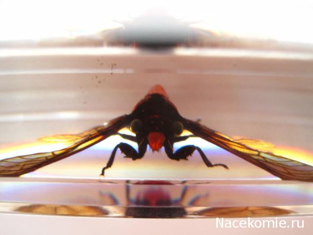 Насекомые №17 - Певчая цикада Хуэхис Инкорната (Huechys incarnata)