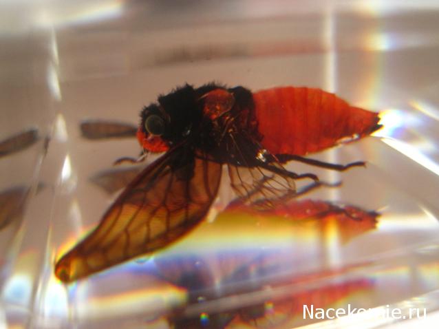 Насекомые №17 - Певчая цикада Хуэхис Инкорната (Huechys incarnata)