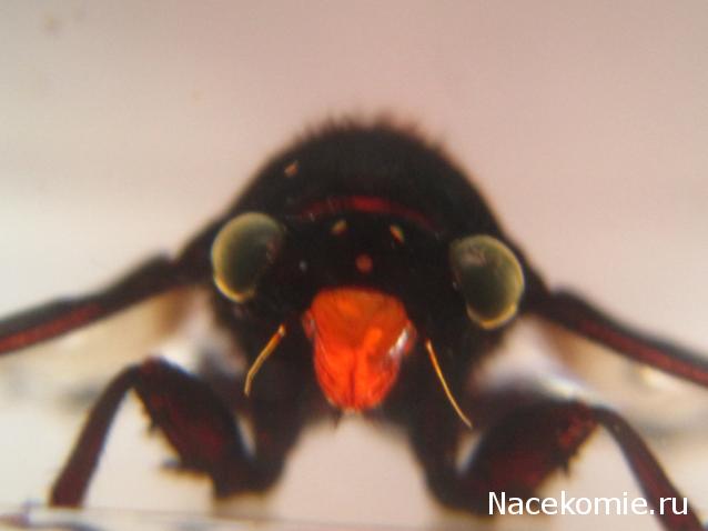 Насекомые №17 - Певчая цикада Хуэхис Инкорната (Huechys incarnata)