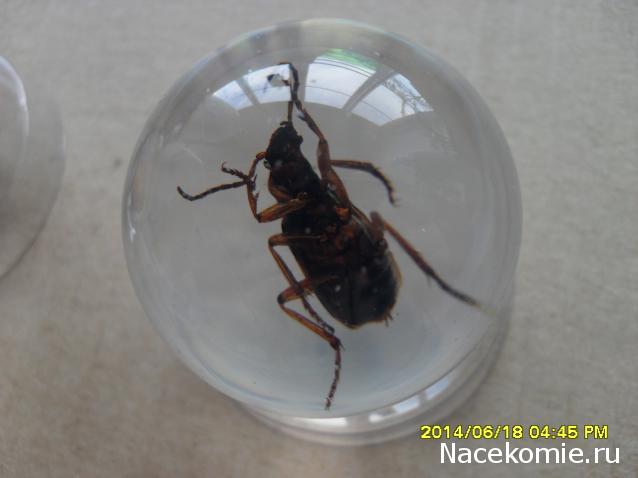 Чудеса Природы. Подписка