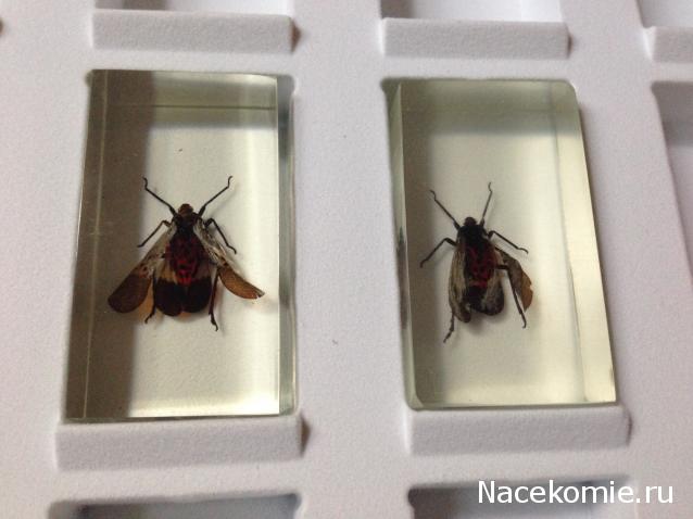 Насекомые №23 - Цикада - фонарница (Lycorma delicatula)