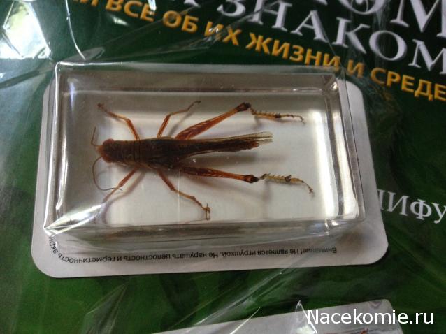 Том - 1. Стихи. Июнь октябрь. Вторая ред (Александр Кандинский-Дае 4) / vkusneenebivaet.ru Том - 1. Стихи. Июнь 2009-2011 октябрь. Вторая ред