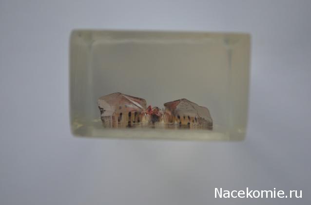 Насекомые №23 - Цикада - фонарница (Lycorma delicatula)