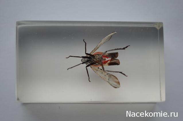 Насекомые №23 - Цикада - фонарница (Lycorma delicatula)