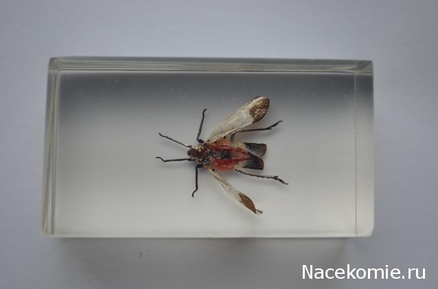 Насекомые №23 - Цикада - фонарница (Lycorma delicatula)