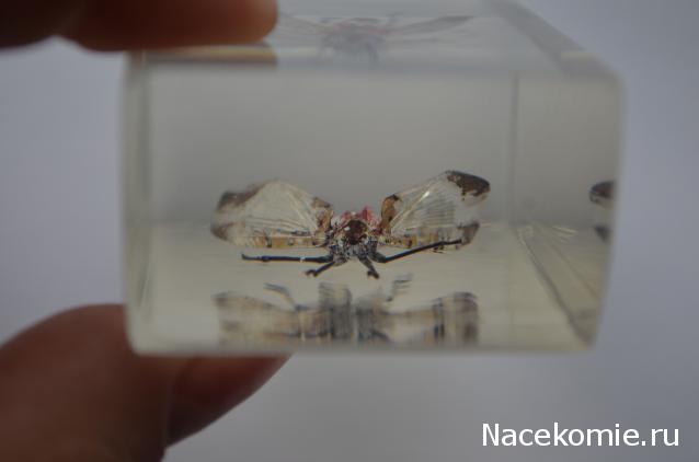 Насекомые №23 - Цикада - фонарница (Lycorma delicatula)