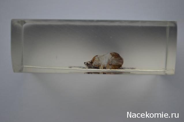 Насекомые №23 - Цикада - фонарница (Lycorma delicatula)