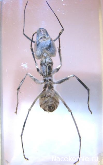 Насекомые №19 - Гигантский Муравей - Древоточец (Camponotus gigas)