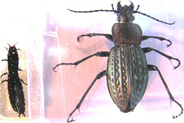 Насекомые №22 - Красотел (Calosoma sp)