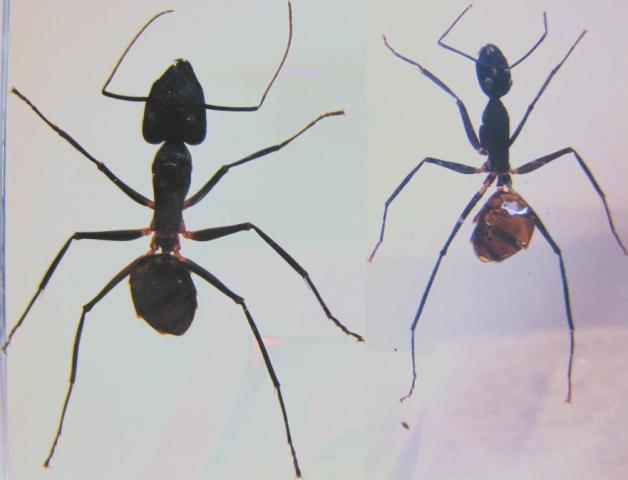 Насекомые №19 - Гигантский Муравей - Древоточец (Camponotus gigas)