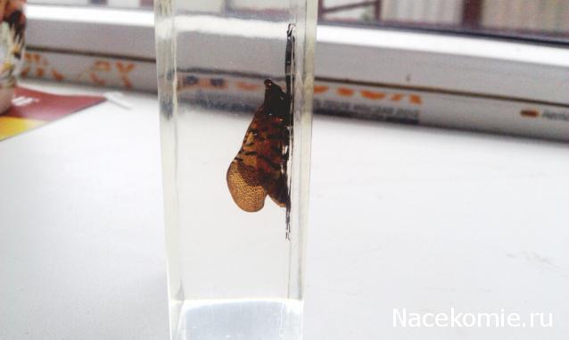 Насекомые №23 - Цикада - фонарница (Lycorma delicatula)