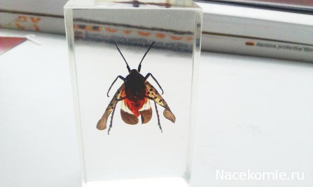 Насекомые №23 - Цикада - фонарница (Lycorma delicatula)