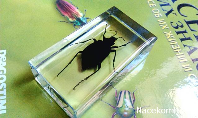 Насекомые №22 - Красотел (Calosoma sp)