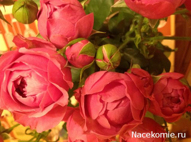 Наши Дни Рождения