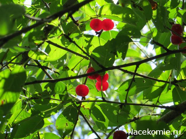 Куклы в народных костюмах №63 Кукла в праздничном костюме крымской татарки