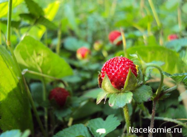 Куклы в народных костюмах №61 Кукла в жатвенном костюме Олонецкой губернии