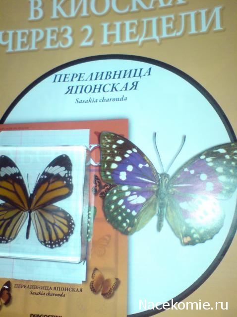 Собери свою коллекцию. Бабочки - ДеАгостини - тест