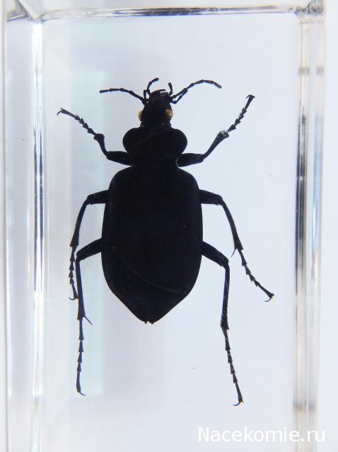 Насекомые №22 - Красотел (Calosoma sp)