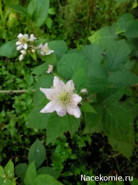 Moshule - Стройка века