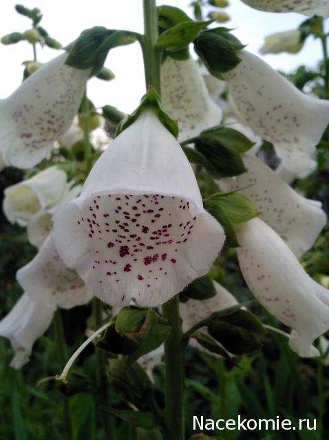 Moshule - Стройка века