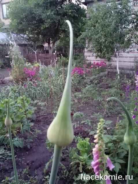 Moshule - Стройка века