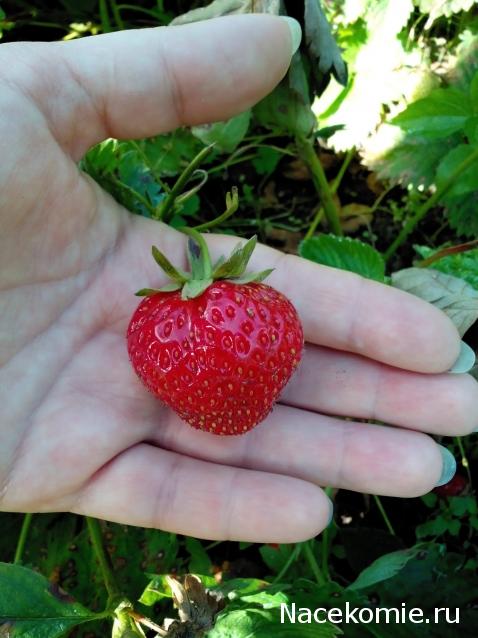 Moshule - Стройка века