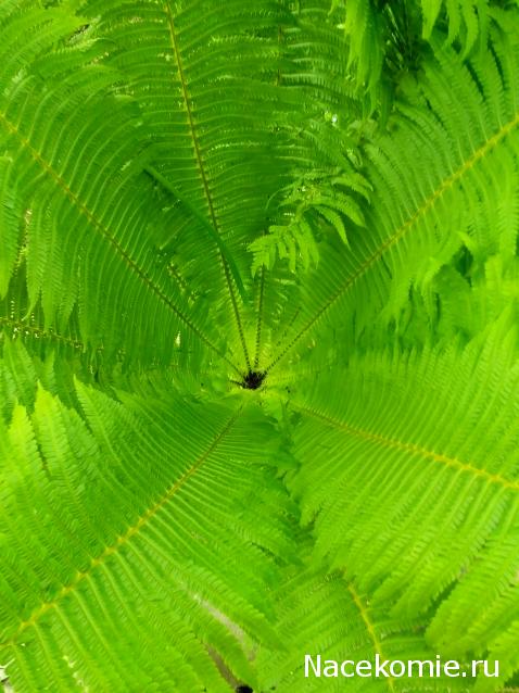 Moshule - Стройка века