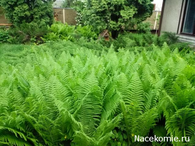 Moshule - Стройка века