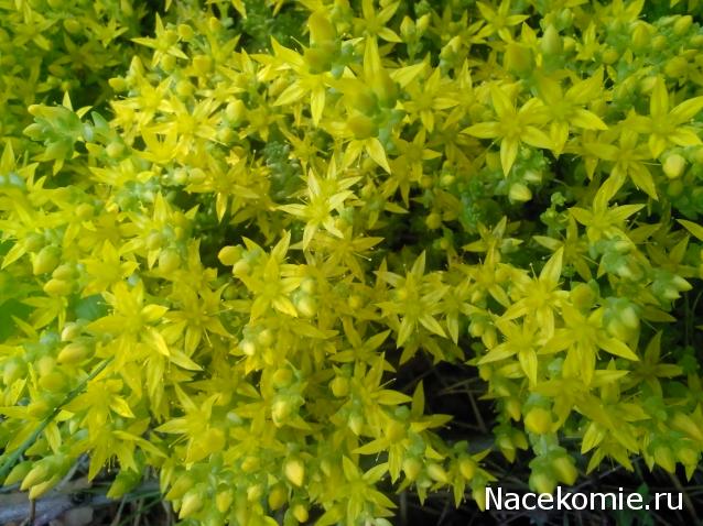 Moshule - Стройка века