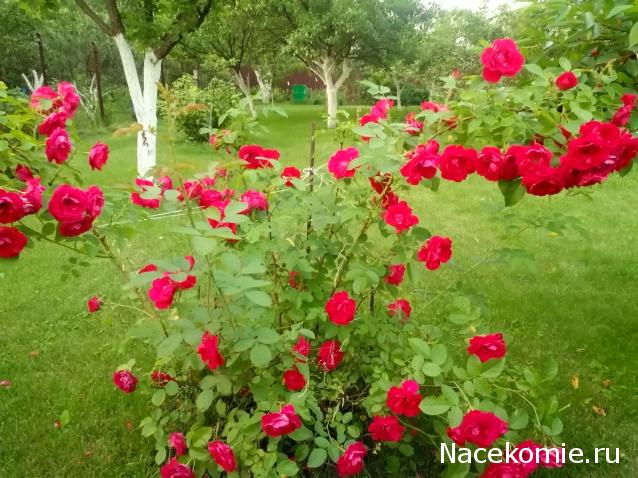 Moshule - Стройка века