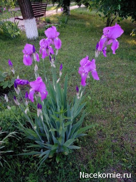 Moshule - Стройка века