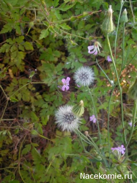 Moshule - Стройка века