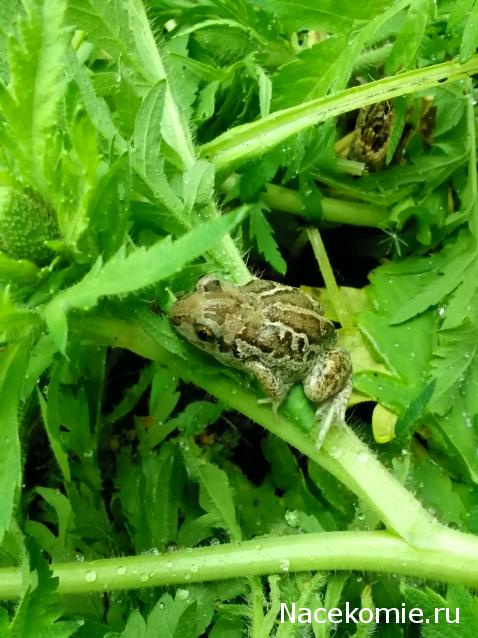 Moshule - Стройка века