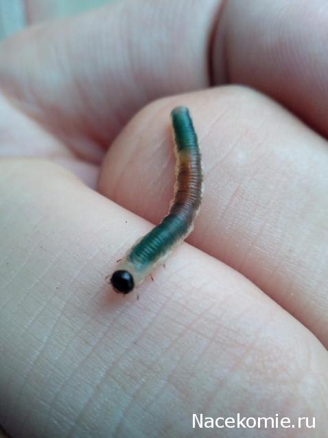 Moshule - Стройка века