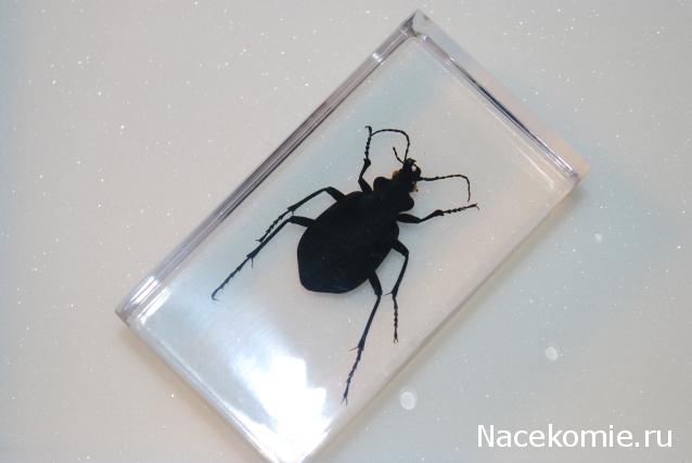 Насекомые №22 - Красотел (Calosoma sp)