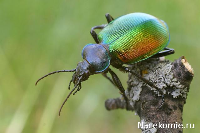 Насекомые №22 - Красотел (Calosoma sp)