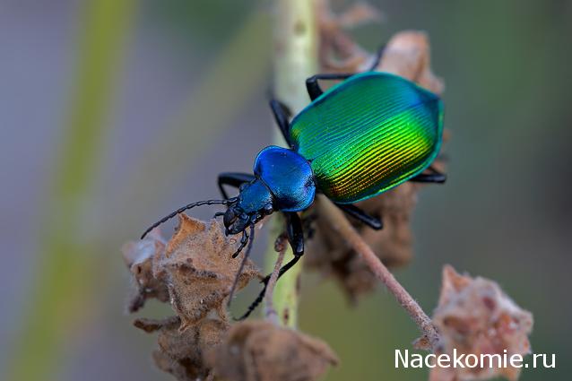 Насекомые №22 - Красотел (Calosoma sp)