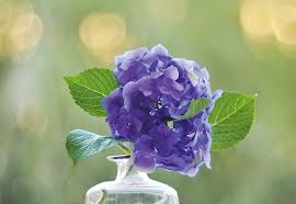 Дом Мечты наши дни рождения