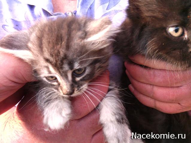 wangels  Имение Рапти - реконструкция мечты!