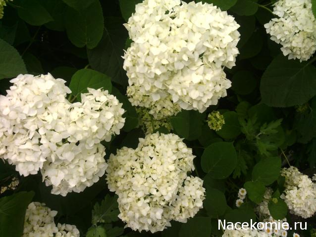 repLIka - Лучше поздно, чем никогда