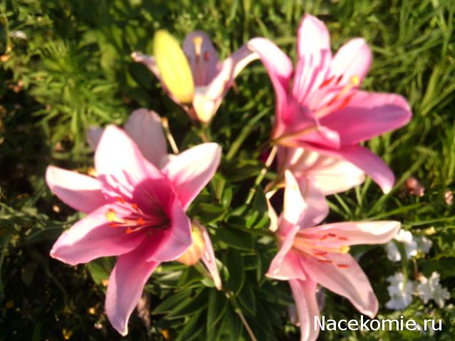 repLIka - Лучше поздно, чем никогда