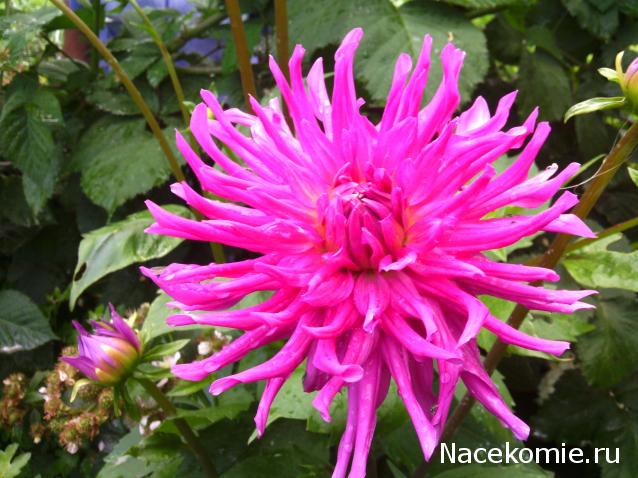 Moshule - Стройка века