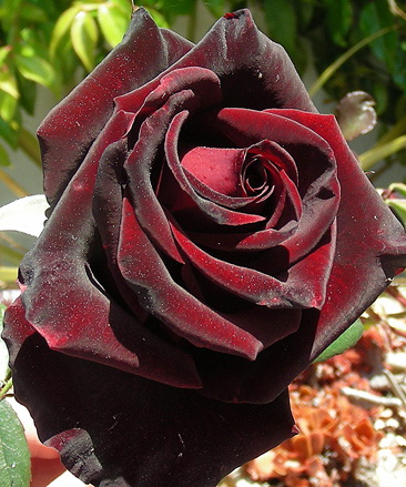 Paranoya - мой скромный домик