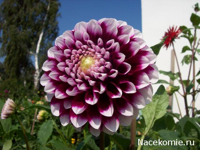 Moshule - Стройка века