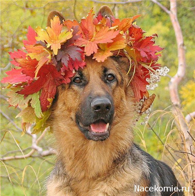 Moshule - Стройка века