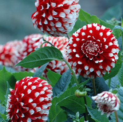 Moshule - Стройка века