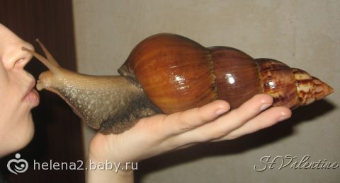 Moshule - Стройка века